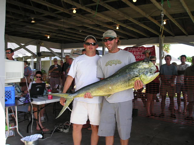 2nd Place - Dolphin - Bushwacker