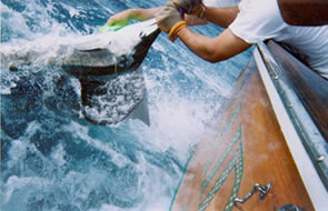 Laid Back - Sailfish