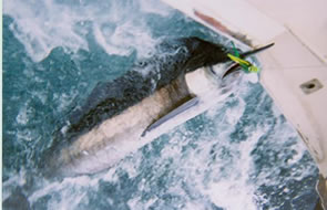 Last Call - Blue Marlin