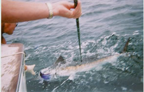 Rookie IV - Sailfish